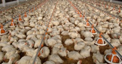 Gà rớt giá còn 5.000 đồng/kg, ‘bán 1 con không mua được quả bí đỏ’