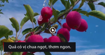 Video: Cây ‘tiên quả’ tuyệt đẹp giúp cải thiện cuộc sống người dân miền núi