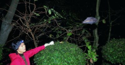 Chuyên gia Vũ Hán từng muốn thả virus Corona vào hang dơi 18 tháng trước khi đại dịch bùng phát