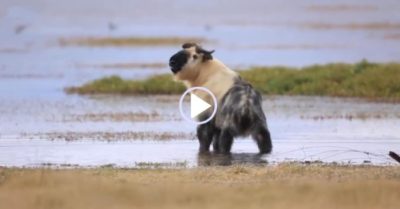 Video sinh vật hiếm nửa giống trâu nửa giống cừu: ‘Cứ như trong truyền thuyết vậy!’