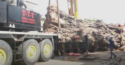 Clip: Di dời cây đa 200 năm tuổi nặng 120 tấn ở Quãng Ngãi