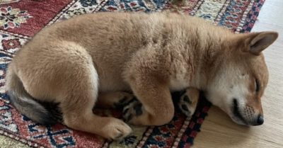 Tỷ phú Elon Musk đăng ảnh chó cưng trên Twitter, giá coin tăng lên gần 1.000%