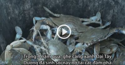 Video ghẹ xâm chiếm đầm phá khiến ngư dân mất nghề