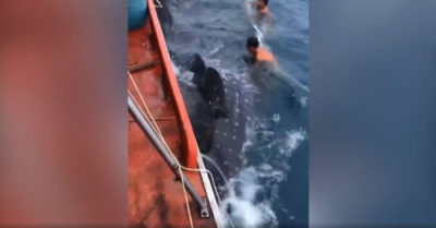 Video: Giải cứu thành công cá mập 15 tấn mắc lưới trên vùng biển Kiên Giang