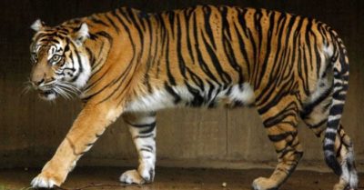 Toàn bộ hổ và sư tử ở vườn thú quốc gia Mỹ dương tính Covid-19