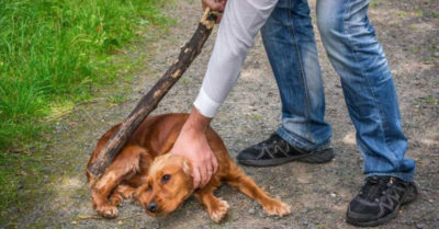 Hậu quả của việc sát sinh bừa bãi và đối xử tàn nhẫn với động vật