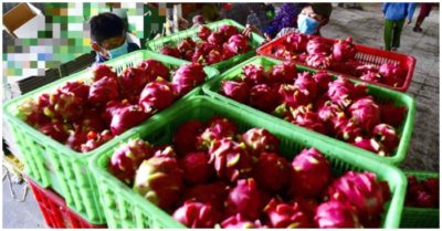 Lấy mẫu xét nghiệm Covid-19 cho thanh long trước khi xuất khẩu