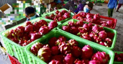 Phát hiện virus SARS-CoV-2 trên bao bì, Trung Quốc ngừng nhập thanh long Việt Nam