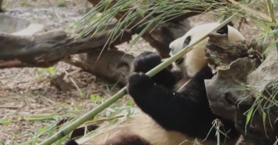 Video: Lý do thú vị khiến gấu trúc vẫn ‘béo ú’ dù chỉ ăn tre trúc