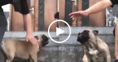 Clip: Chó cưng trở mặt 180 độ với khách khi có chủ bên cạnh