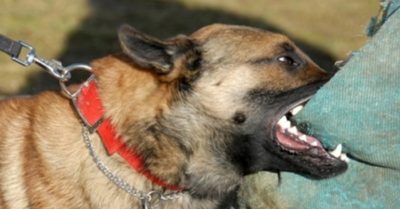 Bệnh nhân tử vong sau hai năm bị chó cắn