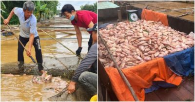 Thuỷ điện xả lũ, gần 800 tấn cá chết trắng trên sông Đồng Nai