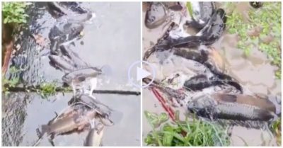 Clip: Giăng lưới trên đường bê tông bắt cá dễ dàng sau mưa