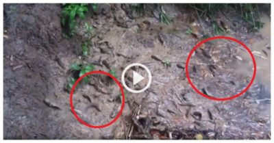 Video: Cá rô đua nhau nhảy lên bờ sau mưa