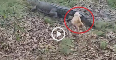 Video: Cún con đuổi cá sấu ‘cúp đuôi’ tháo chạy