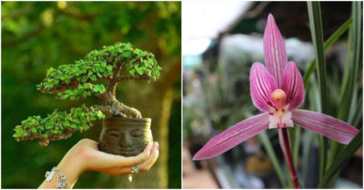 7 loại cây cảnh giới nhà giàu thường trồng