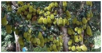 Kinh ngạc cây mít trĩu quả từ gốc đến ngọn