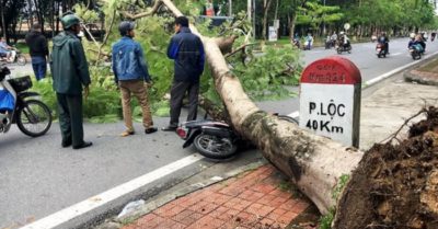 Cây xanh bật gốc đè hai mẹ con thương vong