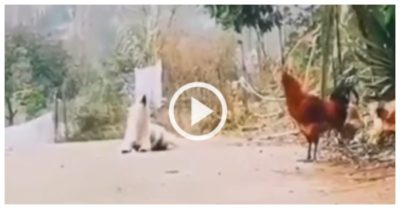 Clip: Chó cưng bắt chước gà trống gáy