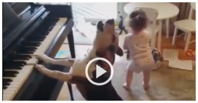Clip: Chó cưng vừa đàn vừa hát cho bé nhảy
