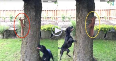Video: Chó ‘chóng mặt’ khi đuổi bắt sóc trên cây
