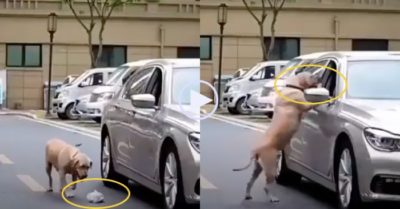 Clip: Ném túi rác xuống đường, tài xế ôtô nhận bài học từ chú chó