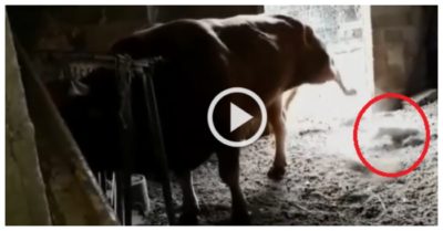 Video: Chó nhà nhận cú sút đau điếng vì trêu bò