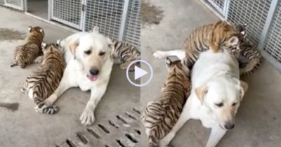Clip: Chú chó cưu mang đàn hổ con bị mẹ bỏ rơi