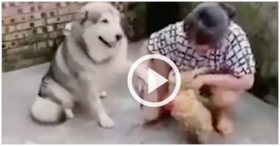 Video: Chó cưng giữ tay bà chủ xin đừng làm thịt gà