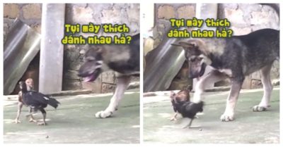 Clip: Chó cưng chạy đến can 2 con gà đánh nhau