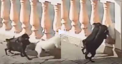 Video: Chó cưng bị đẩy ngã vì thích hóng hớt