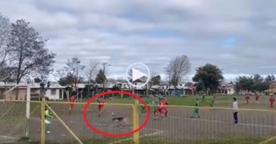 Video: Chú chó đánh đầu ghi bàn ngoạn mục sau hai tiếng sủa