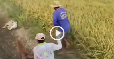 Video: Chú chó lăng xăng cùng chủ đi bắt chuột đồng mùa gặt