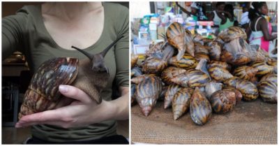 Tin tức tối 15/10: Việt Nam vượt mốc 21.000 người tử vong do Covid-19; Bộ Công an làm việc với Thủy Tiên, Trấn Thành và Đàm Vĩnh Hưng; Ốc sên khổng lồ – đặc sản ăn vặt hấp dẫn