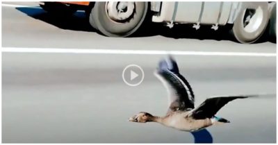 Video con ngỗng hoang ‘bay đua’ với ôtô chạy 120km/h trên đường cao tốc