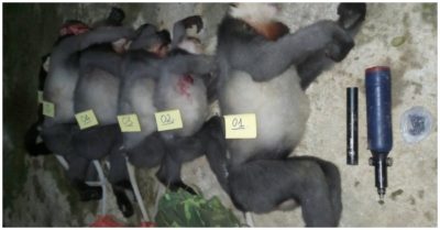 Tin tức tối 18/10: Thêm 3.168 ca Covid-19; 5 voọc chà vá bị bắn chết