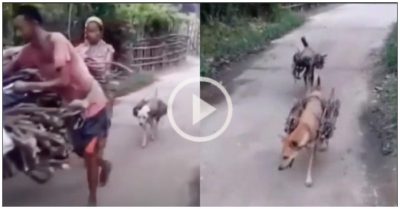 Video đàn chó lẽo đẽo mang củi về nhà giúp chủ