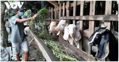 Tin tức tối 17/10: Đại diện Việt Nam bị thu giữ hành lý vì nghi buôn lậu; Cả gia đình bị mắc Covid-19, đàn dê được xóm làng chăm sóc