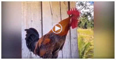 Clip: Chú gà trống có tiếng gáy ‘dài nhất thế giới’