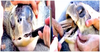 Video những màn giải cứu động vật cảm động: Con rùa đau đớn bị móc câu đâm xuyên miệng