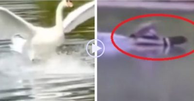 Video: Hai chú vịt hạ cánh xuống hồ nước như máy bay