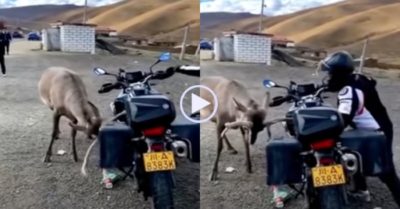 Video: Xót của vì mô tô bị húc, chủ xe tiến lại vật nhau với hươu