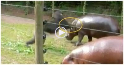 Clip: Khỉ dùng 2 tay ‘tung cước’ tấn công hà mã