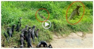 Clip: Đàn rái cá ‘rủ nhau’ lên bờ xem kỳ đà đánh nhau