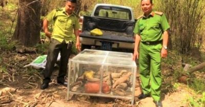 Mua kỳ đà về phóng sinh, cụ bà đối diện mức án 15 năm tù