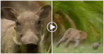 Video: Lợn rừng con bẻ lái khiến báo đốm ‘hít bụi’
