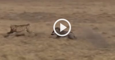 Video: Lợn rừng phản công khiến báo đốm ‘cúp đuôi’ tháo chạy