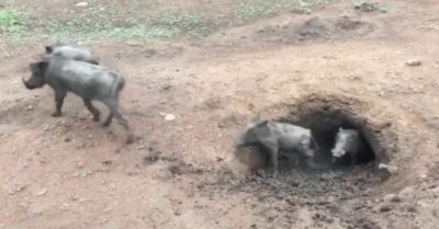 Video: Kinh ngạc hàng chục lợn rừng liên tiếp chui ra từ hang đất