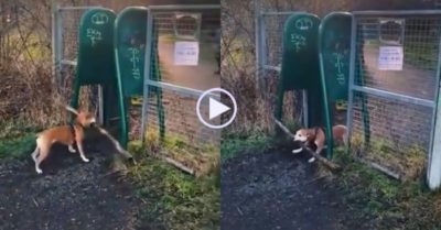 Video: Chú chó ‘gặp khó’ khi mang thanh gỗ qua cửa