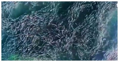 Mê mẩn với video đàn cá mòi khổng lồ trên đường di cư